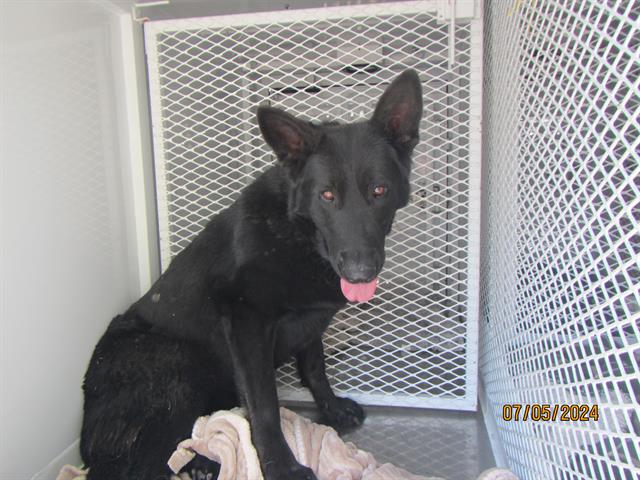 adoptable Dog in Santa Rosa, CA named Midnight A427574