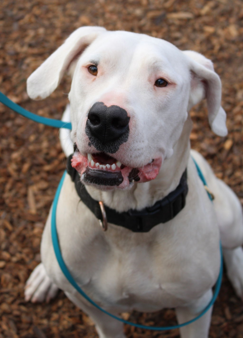 adoptable Dog in Napa, CA named Opal 47064