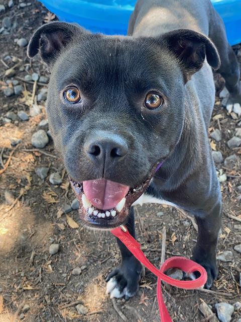 Auggie A427488
