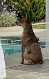 Puppy - Photo 2