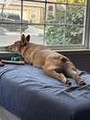 Puppy - Photo 3