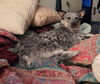 adoptable Dog in  named Ella