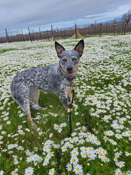 ELLA - Australian Cattle Dog/Blue Heeler available for adoption