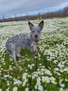Ella - Photo 4