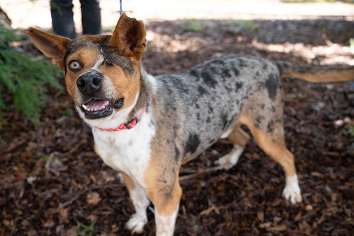 picture of the dog needing adoption