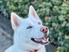 adoptable Dog in  named Kia A430658