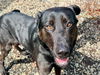 adoptable Dog in  named Rocky A422137