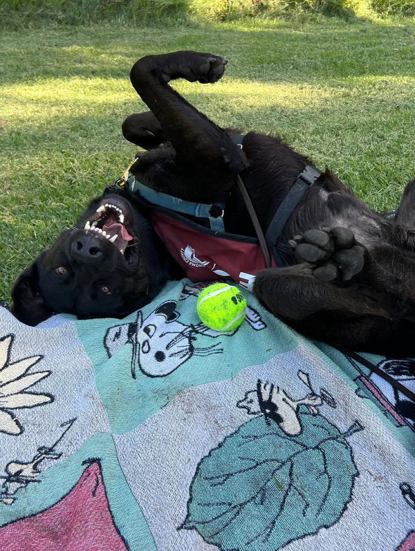 Rocky A422137