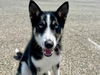 adoptable Dog in  named Sully A431564