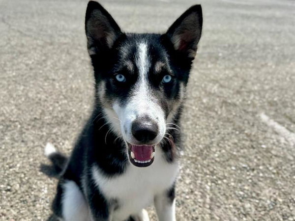 Sully A431564