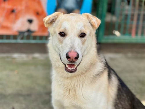 CAPYBARA A431032 - German Shepherd Dog available for adoption