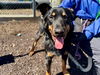 adoptable Dog in  named King A432107