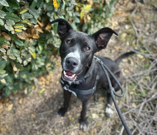NIKO A428897 - Pit Bull Terrier available for adoption