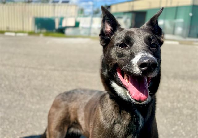 Colby A432745