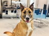 adoptable Dog in  named Bear A432744