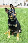 adoptable Dog in  named Roxy 49060