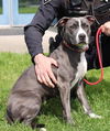 adoptable Dog in napa, CA named Amelia 48956