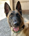 adoptable Dog in  named Canela 303788