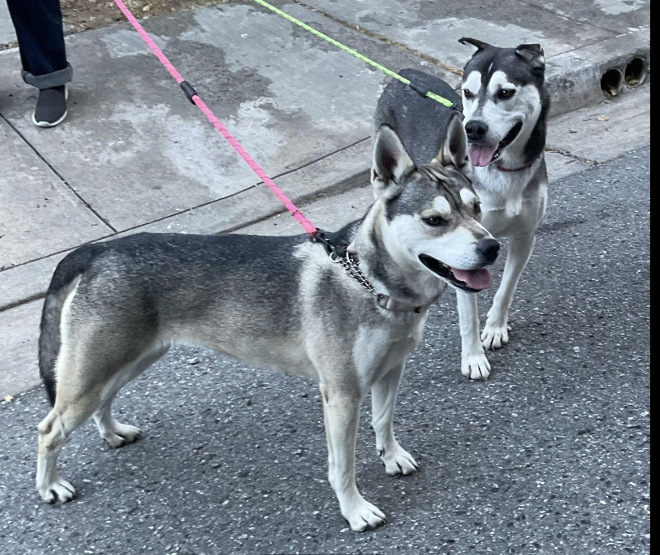 adoptable Dog in Petaluma, CA named Princess Leia & Luke