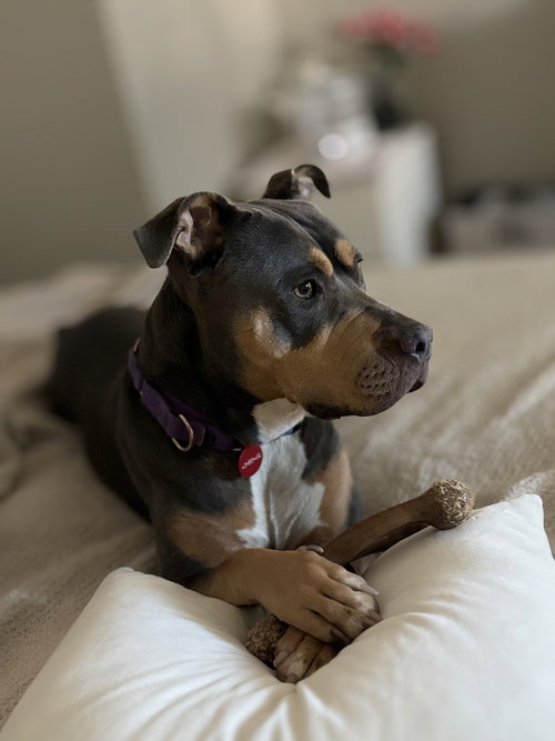 picture of the dog needing adoption