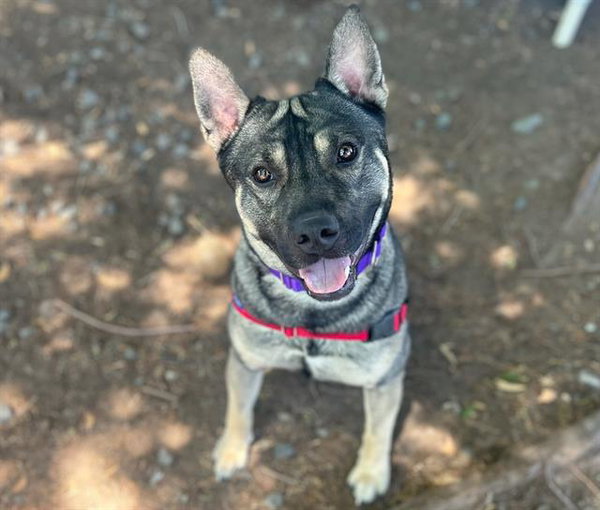 Loki A433764