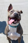 Gracie ID 46174 - Photo 1