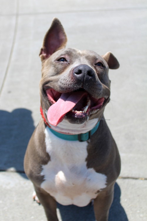 picture of the dog needing adoption