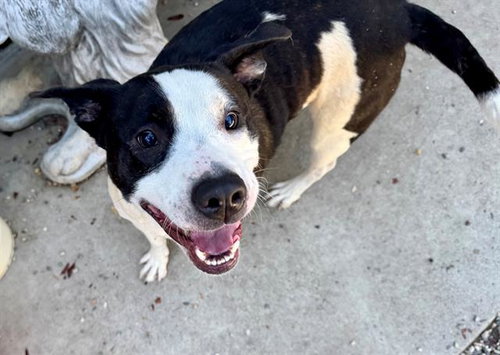 MARLOW A436124 - Pit Bull Terrier available for adoption