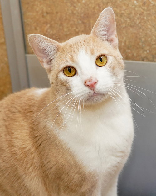 picture of the cat needing adoption