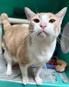 Tuna 296235 - Photo 2