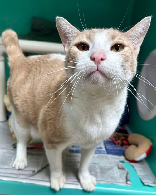 TUNA 296235 - Domestic Short Hair available for adoption