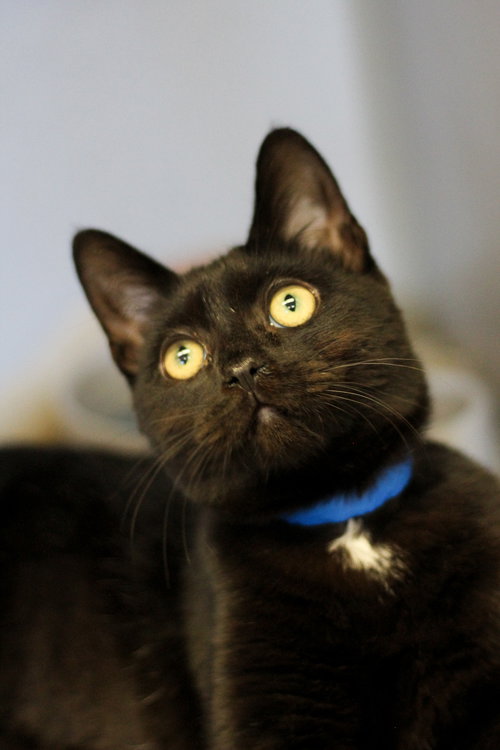 picture of the cat needing adoption