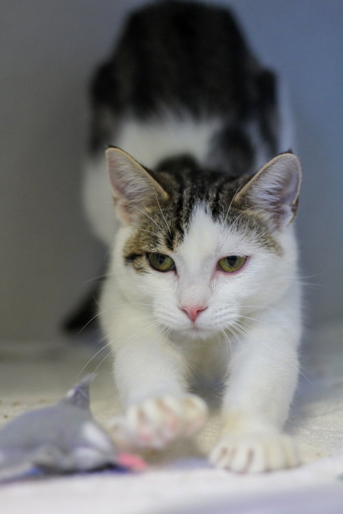 picture of the cat needing adoption