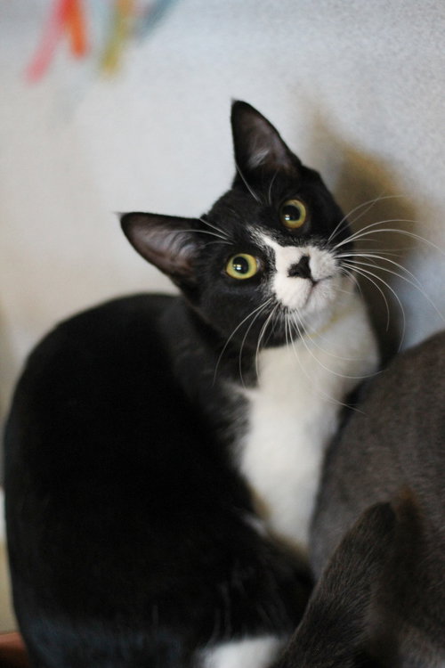 picture of the cat needing adoption