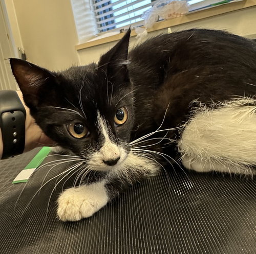 ADELINE 50325 - Domestic Medium Hair available for adoption