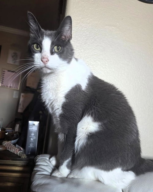 picture of the cat needing adoption