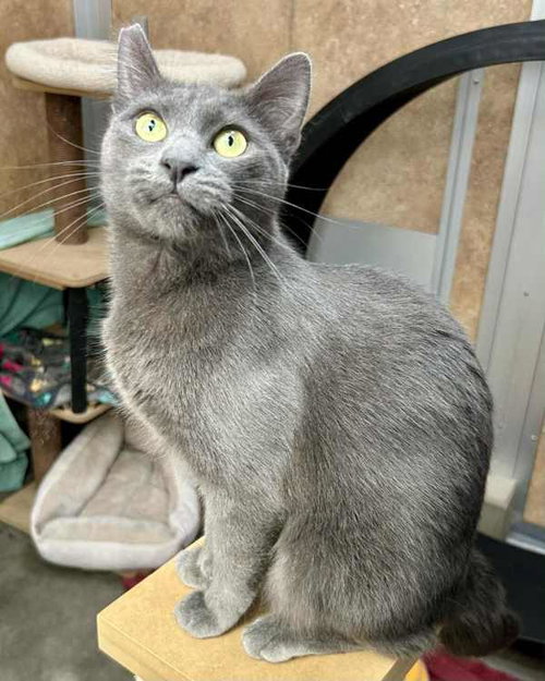 picture of the cat needing adoption