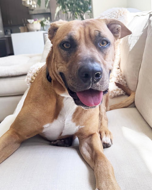 picture of the dog needing adoption