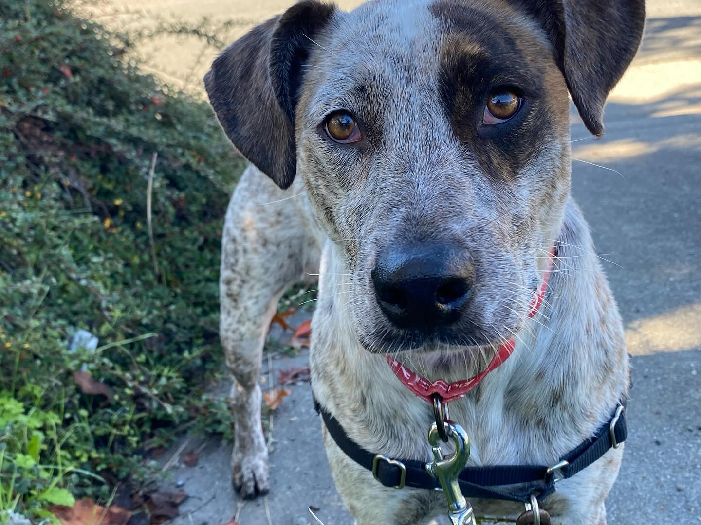 Nala A436430 Image