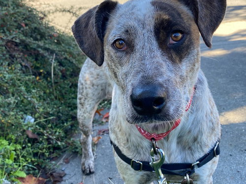 picture of the dog needing adoption