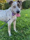 Nala A436430 - Photo 2