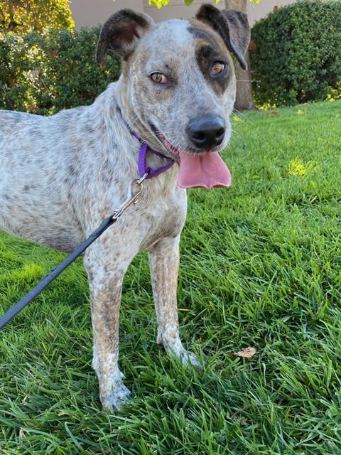 NALA A436430 - Australian Cattle Dog/Blue Heeler available for adoption