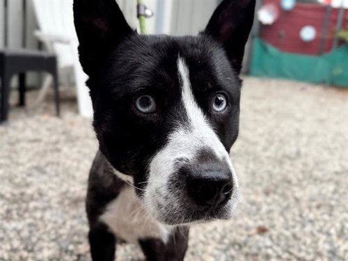 picture of the dog needing adoption