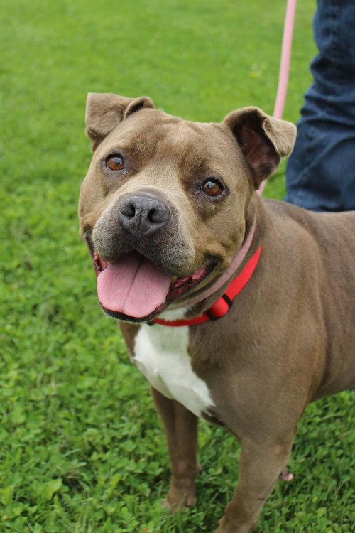 picture of the dog needing adoption