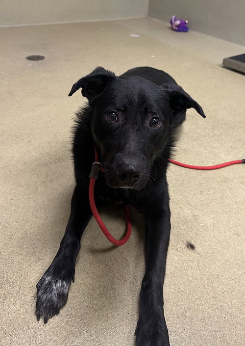 picture of the dog needing adoption