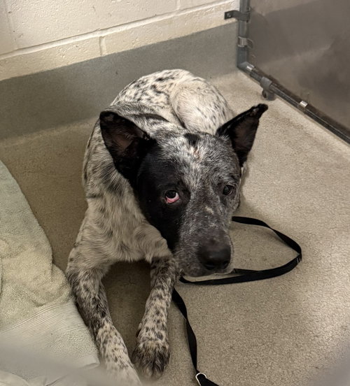 MR, BONES 51181 - Australian Cattle Dog/Blue Heeler available for adoption