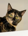 Lucinda 305666 - Photo 1