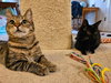 Rio 305712 and Rudy 305713 - Photo 1