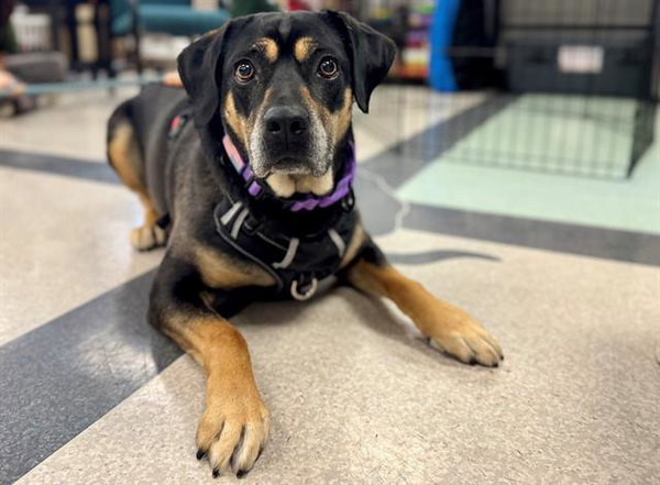Bella A433760