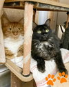 Nurse Flittermouse 305703 & Dr. Pumpkin 305702 - Photo 1